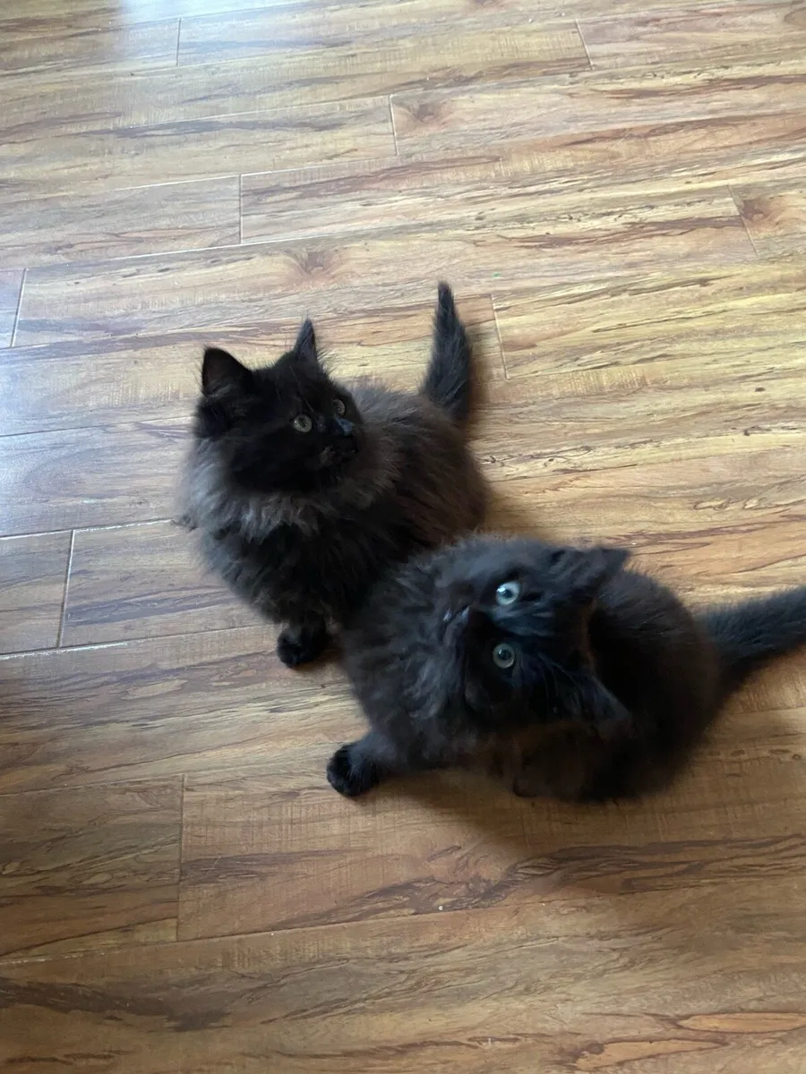 2 beautiful kittens - Image 3