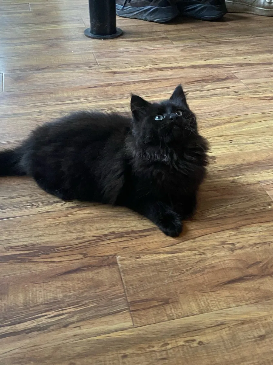 2 beautiful kittens - Image 4