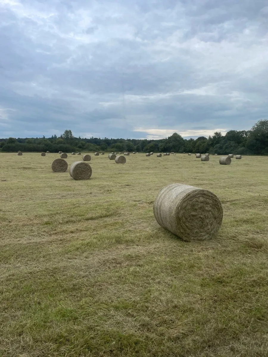 Hay and Straw - Image 2