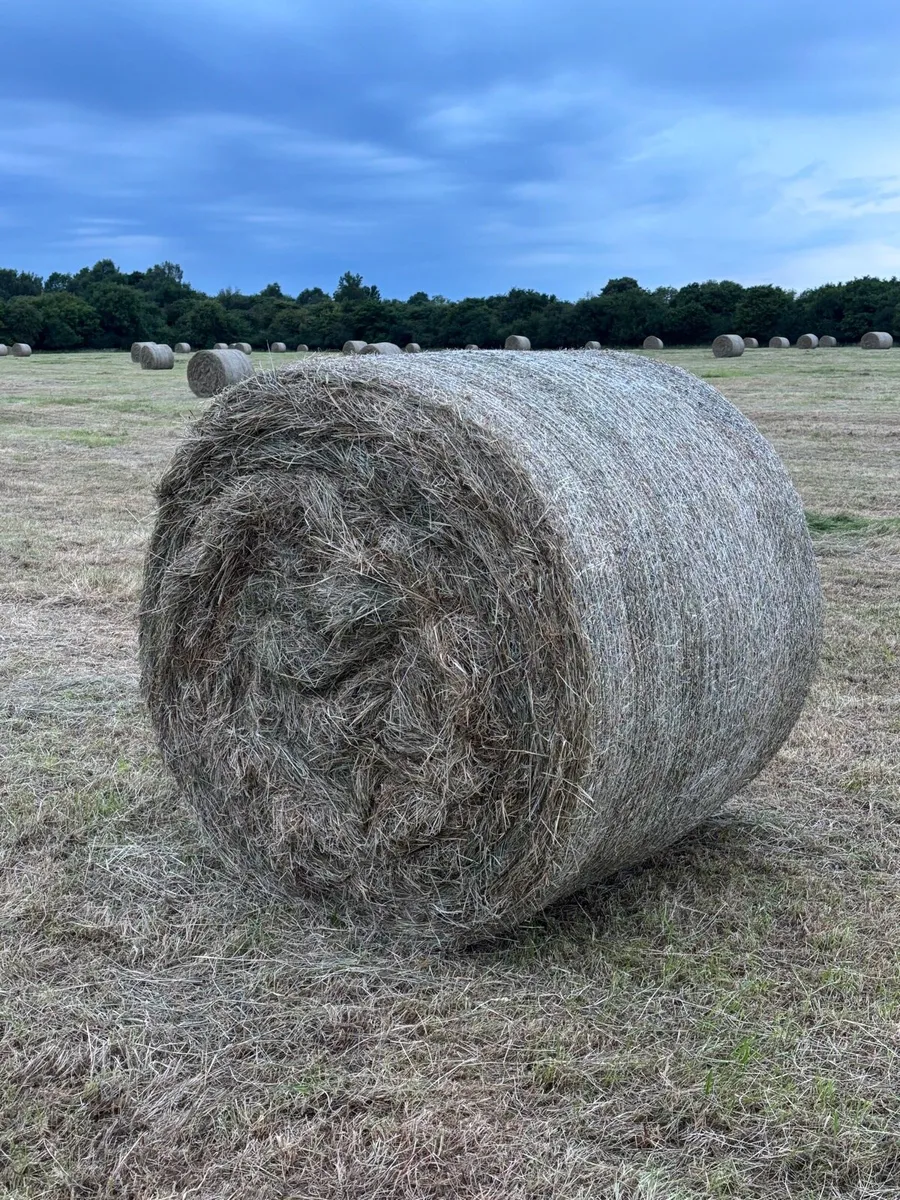 Hay and Straw - Image 1