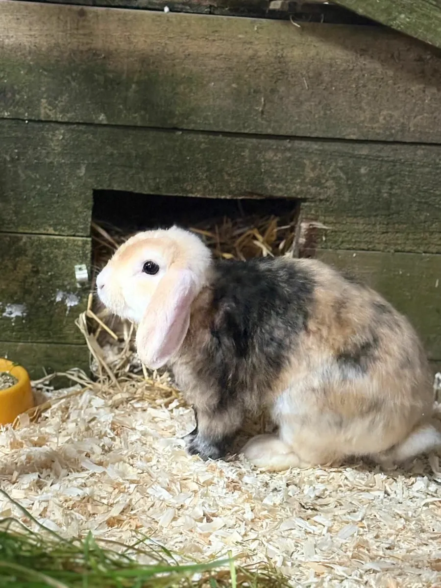 Mini lop - Image 1