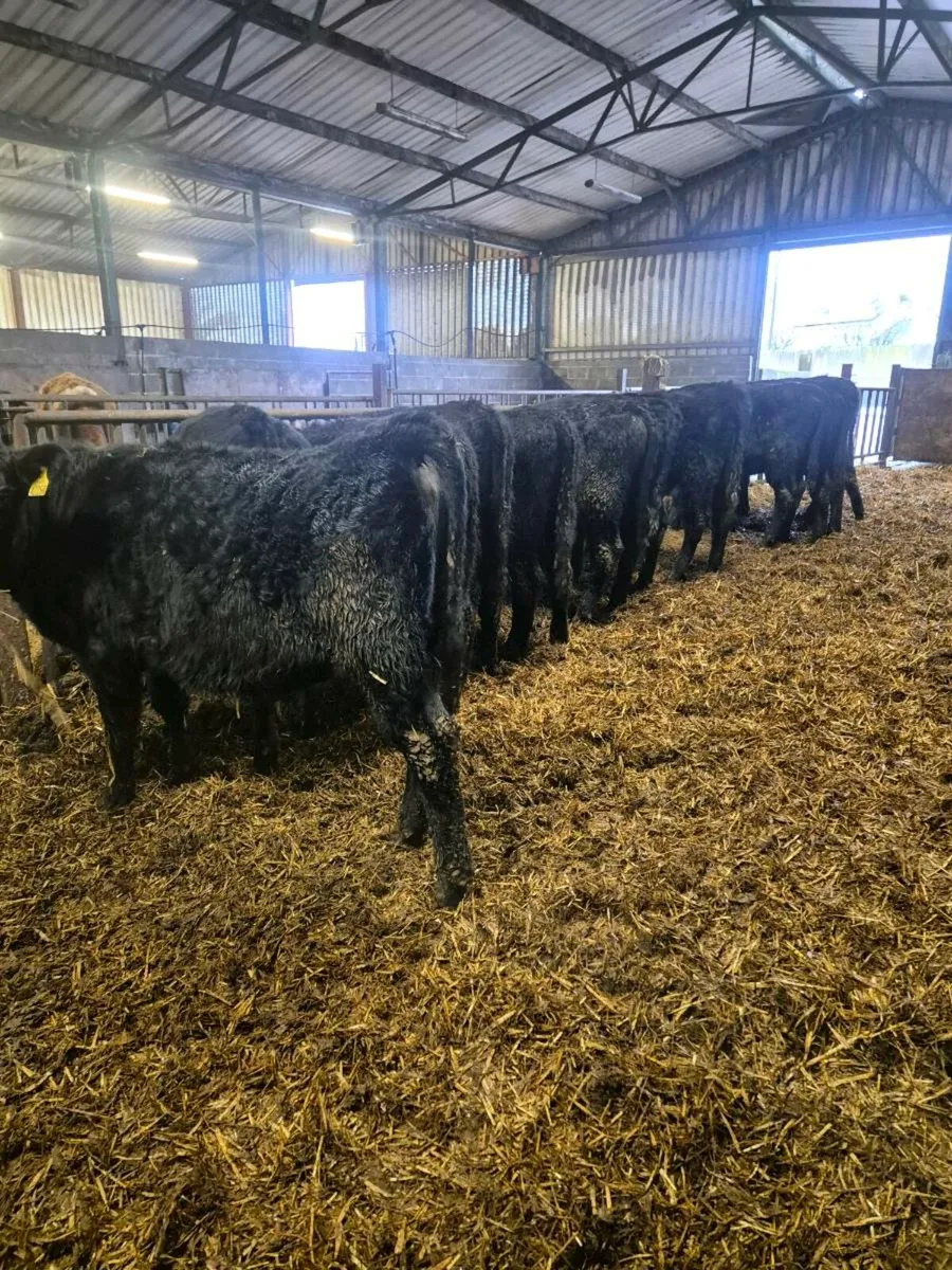 12 Angus bull weanlings - Image 1