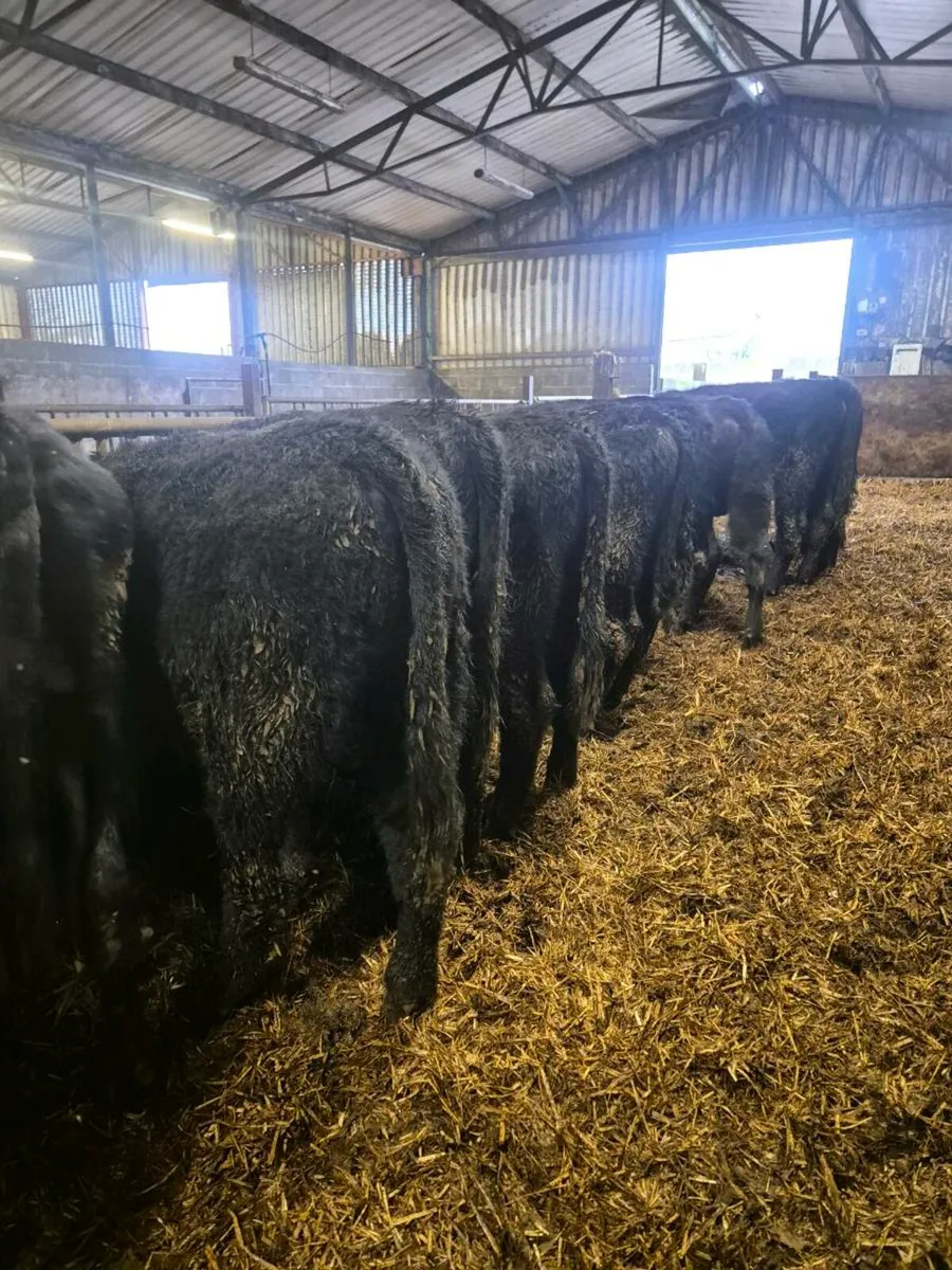 12 Angus bull weanlings - Image 2