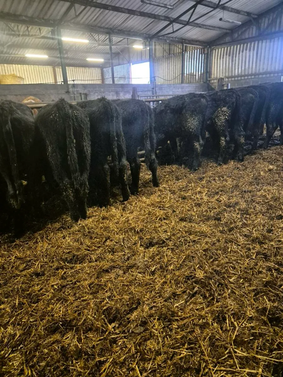 12 Angus bull weanlings - Image 3