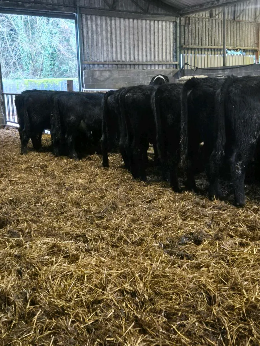 12 Angus bull weanlings - Image 4
