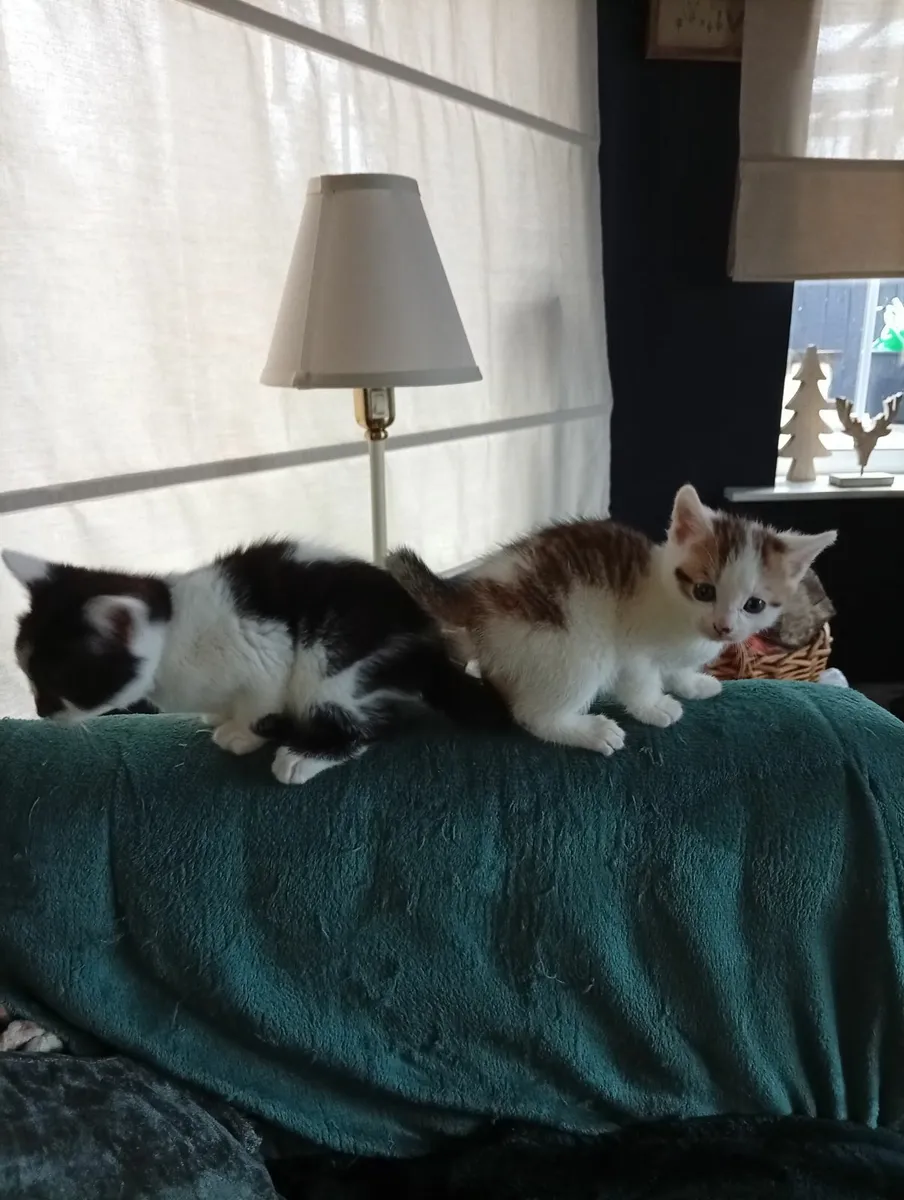 Kittens - Image 3