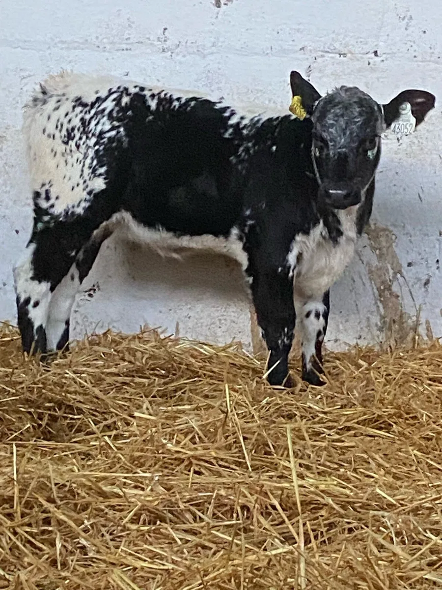 A SUPER QUALITY BLUE GRAY HEIFER CALF - Image 2