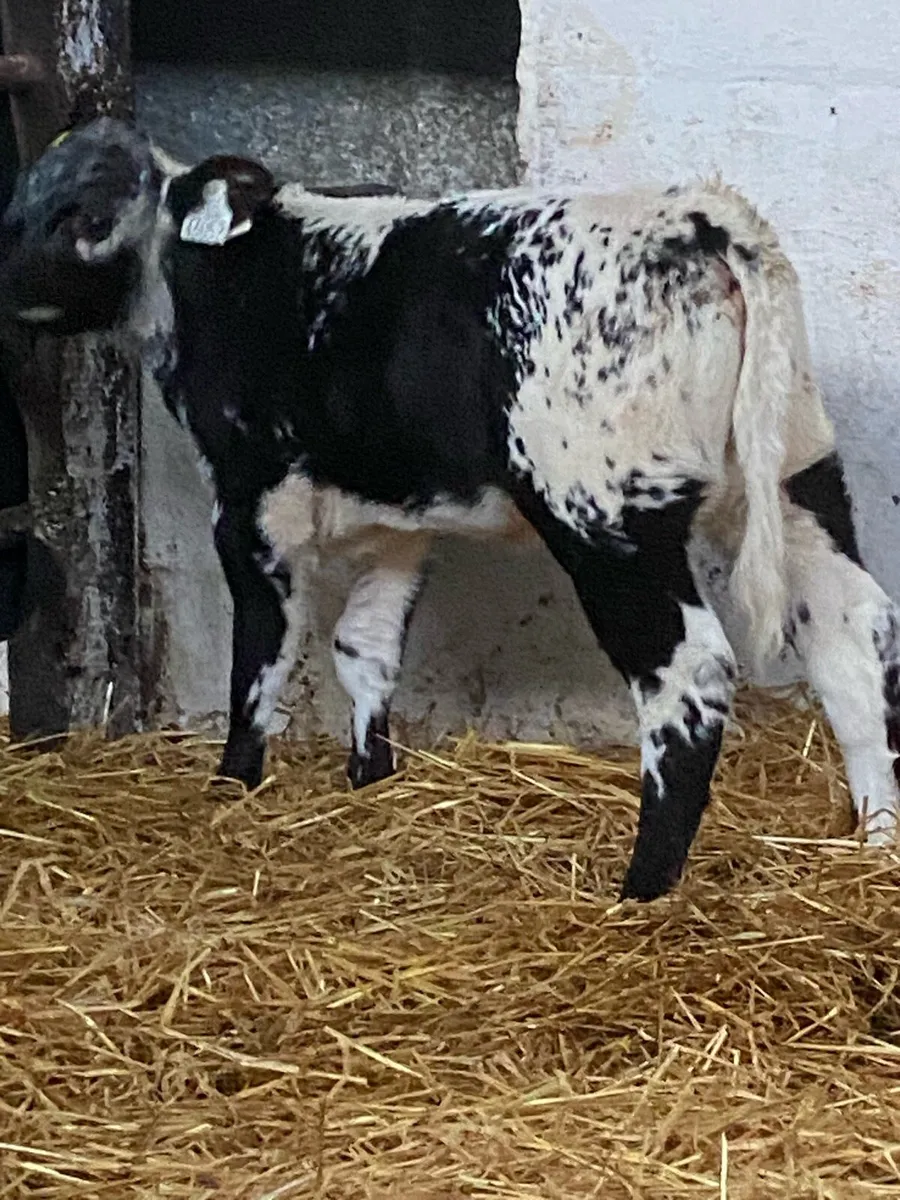 A SUPER QUALITY BLUE GRAY HEIFER CALF - Image 3