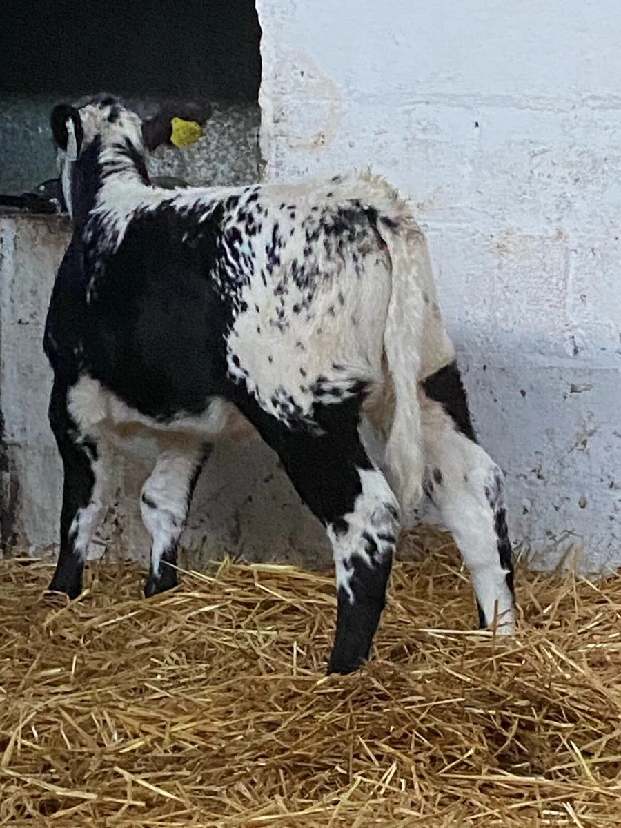 A SUPER QUALITY BLUE GRAY HEIFER CALF - Image 4