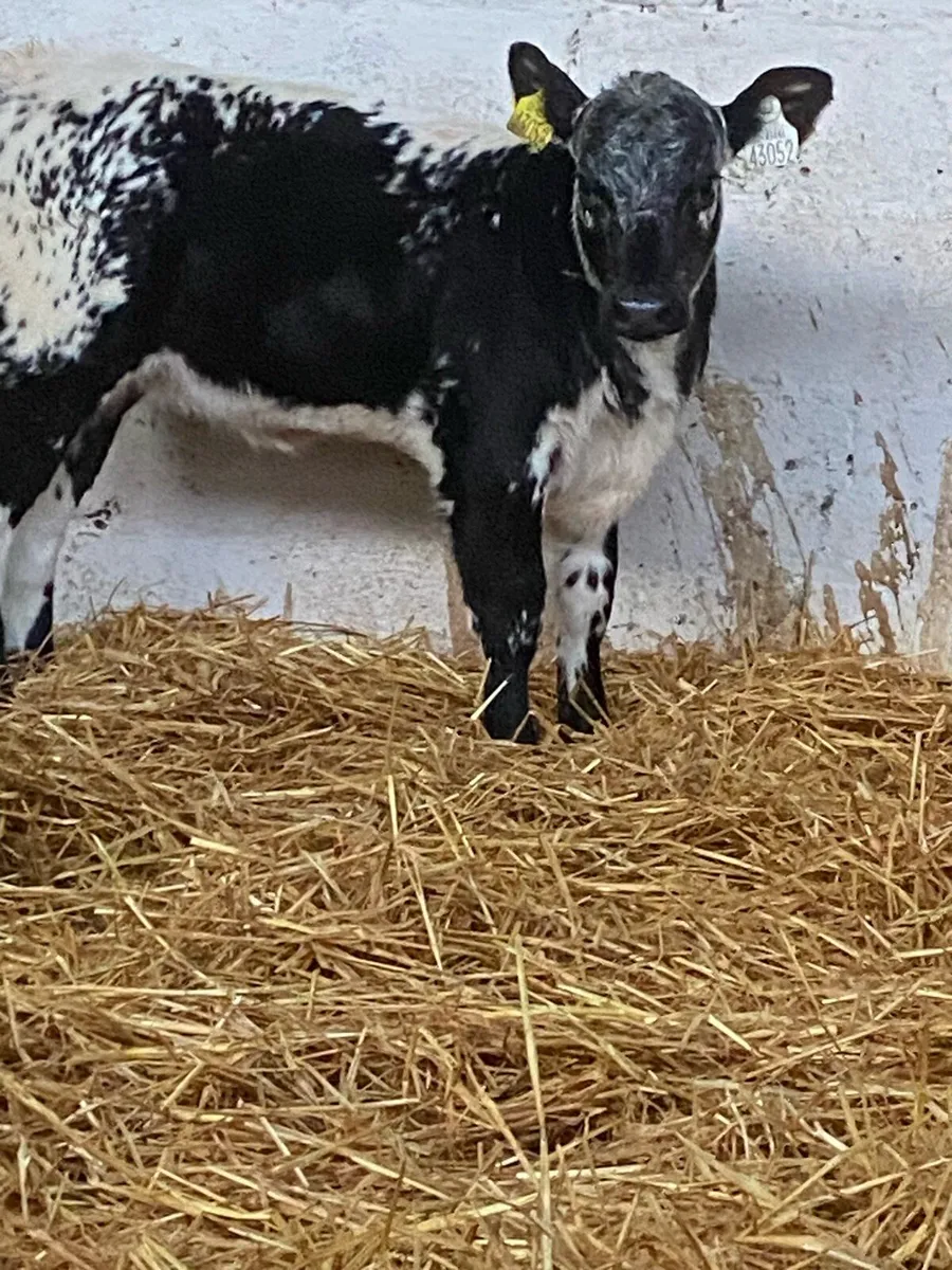 A SUPER QUALITY BLUE GRAY HEIFER CALF - Image 1