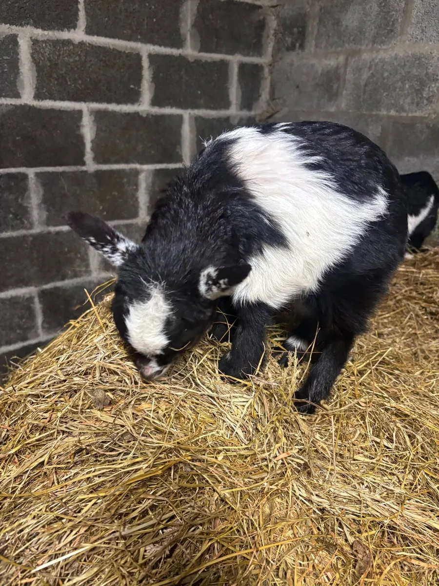 2 female Pygmy goats - Image 1
