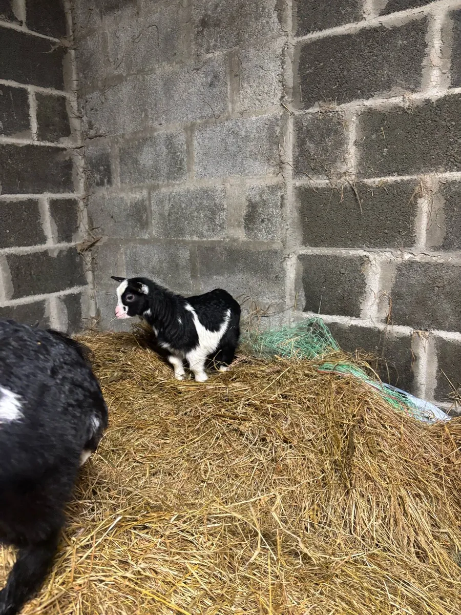 2 female Pygmy goats - Image 2