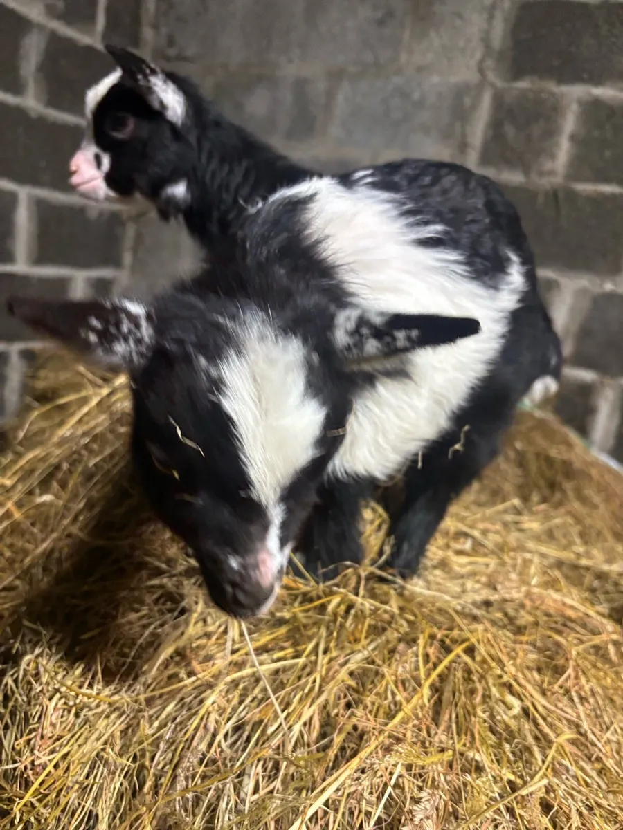 2 female Pygmy goats - Image 3