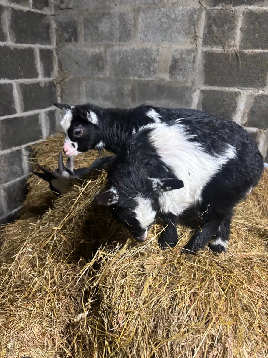 2 female Pygmy goats - Image 4