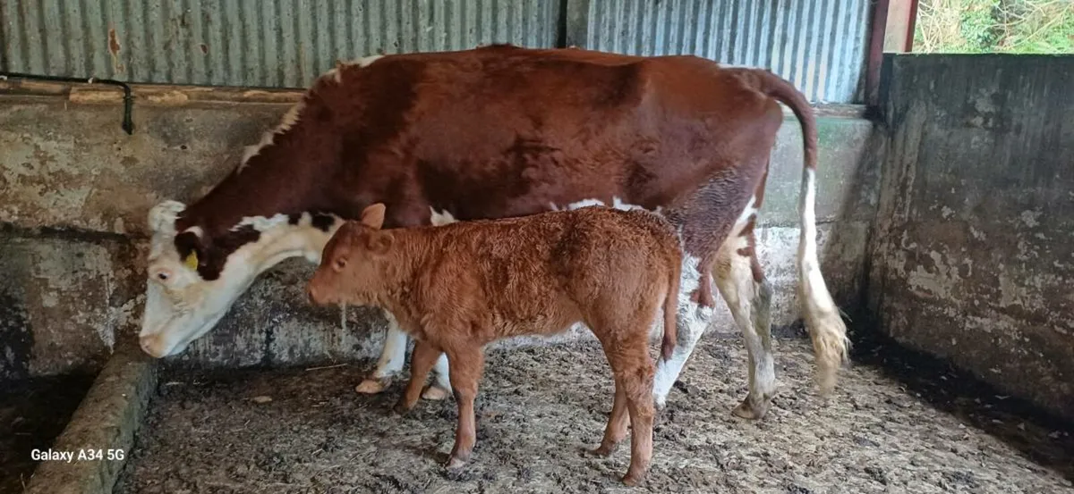 Organic Cow & Calf - Image 1