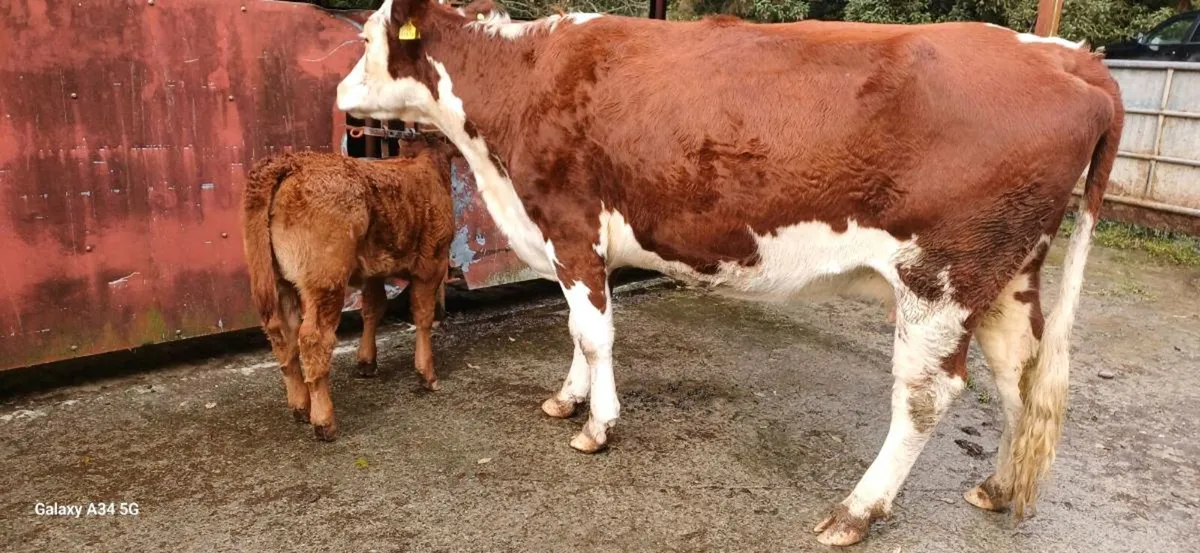 Organic Cow & Calf - Image 2
