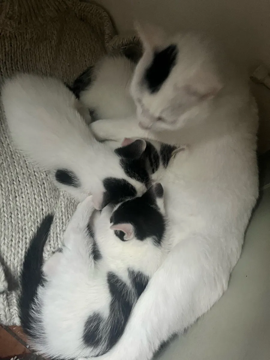 Three Healthy indoor kittens - Image 3