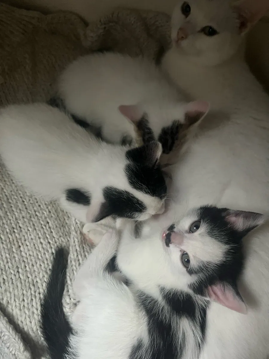 Three Healthy indoor kittens - Image 2
