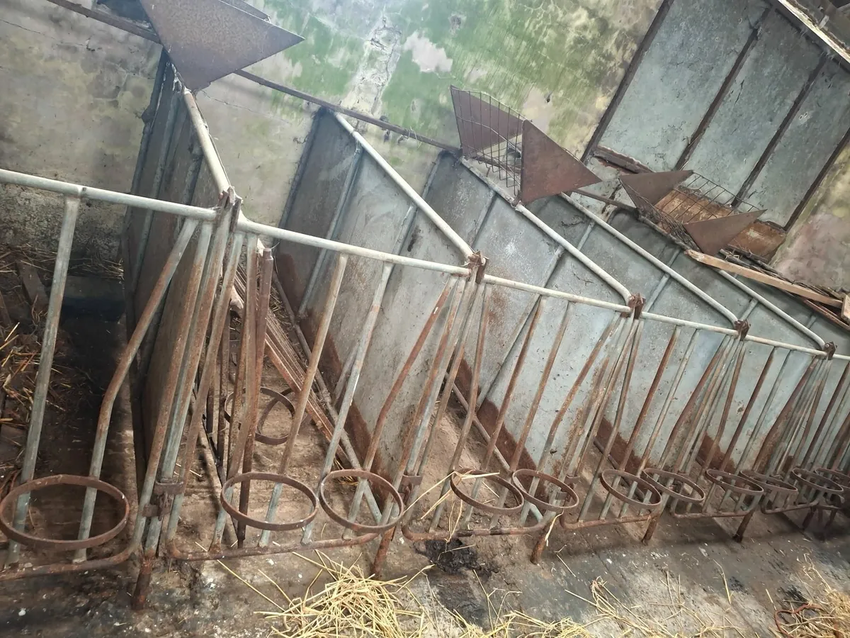 Calf pens - Image 1