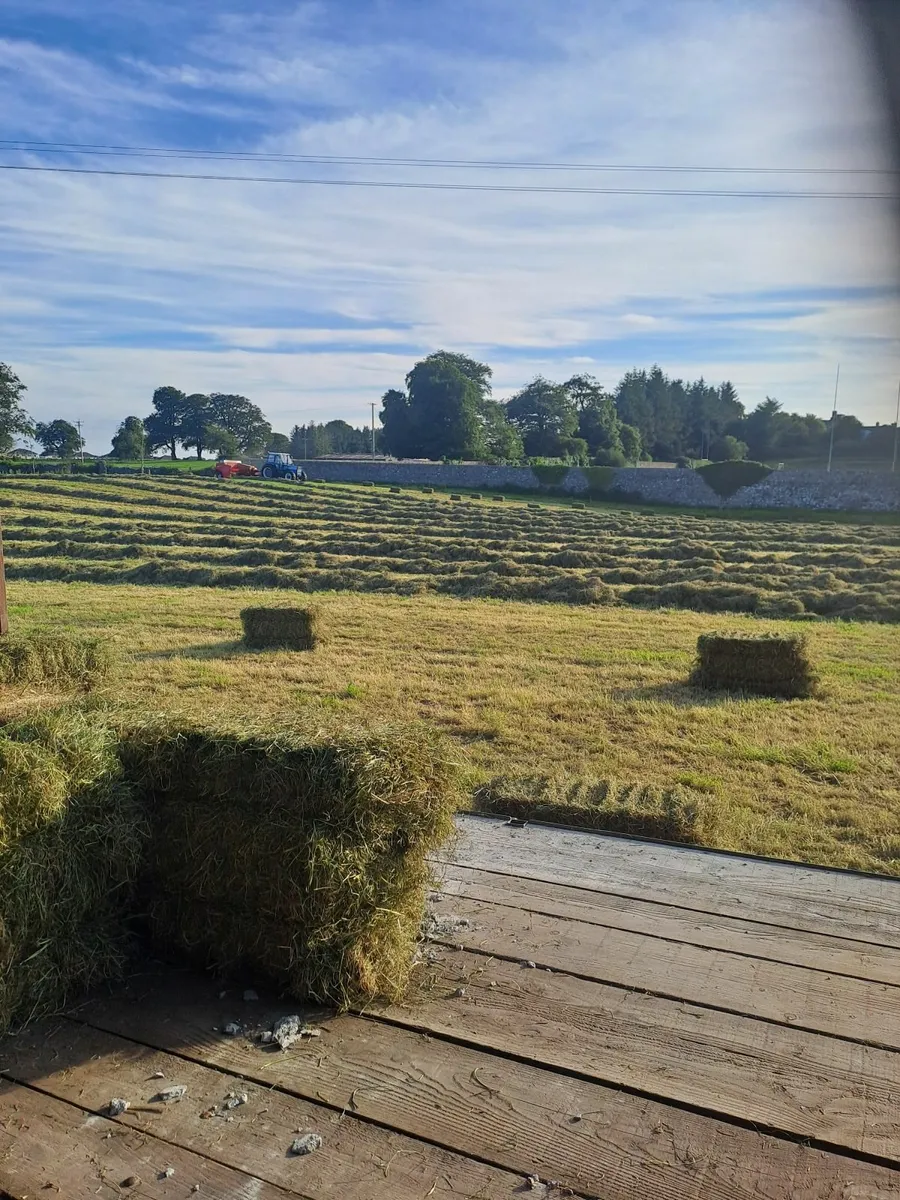 Hay square bales - Image 1
