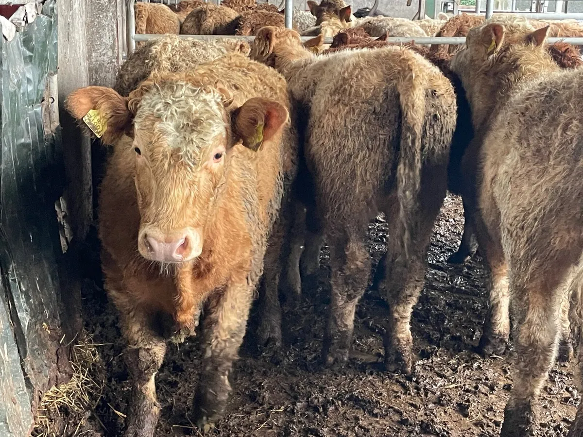 12 super 320 kg bull Weanlings - Image 2