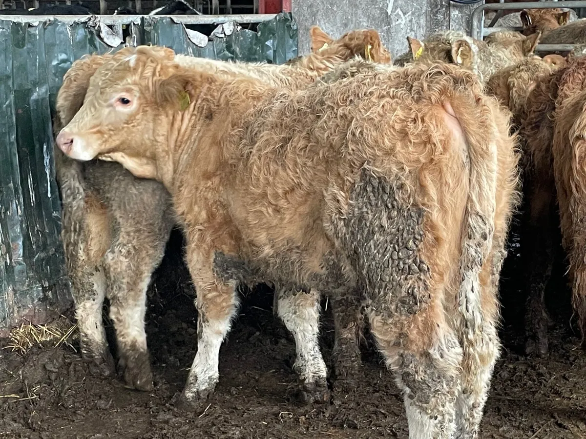 12 super 320 kg bull Weanlings - Image 3