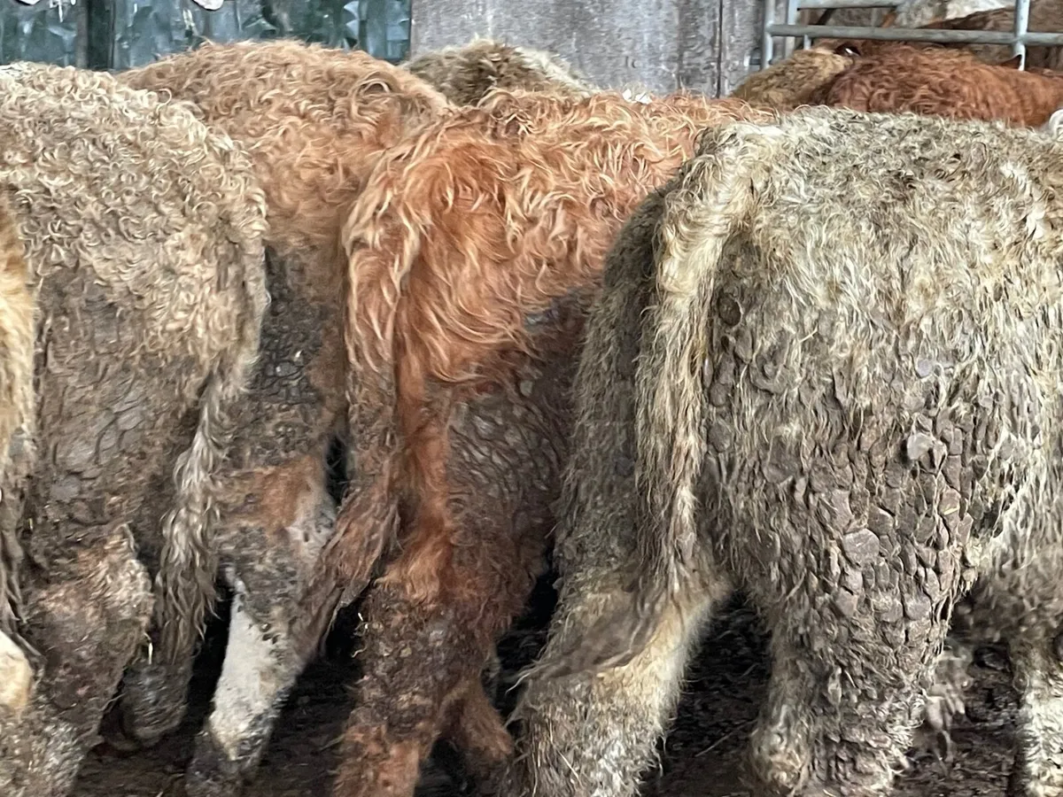 12 super 320 kg bull Weanlings - Image 4