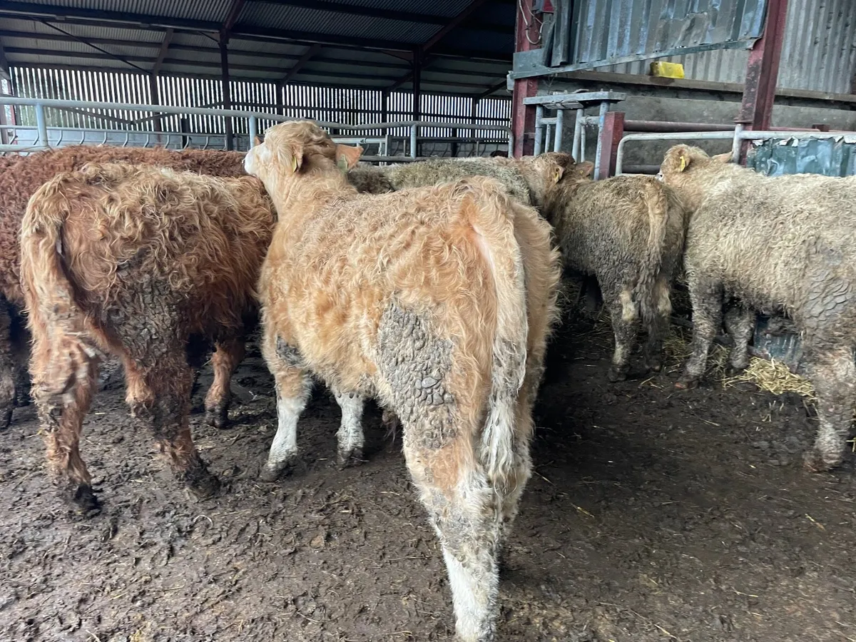 12 super 320 kg bull Weanlings - Image 1