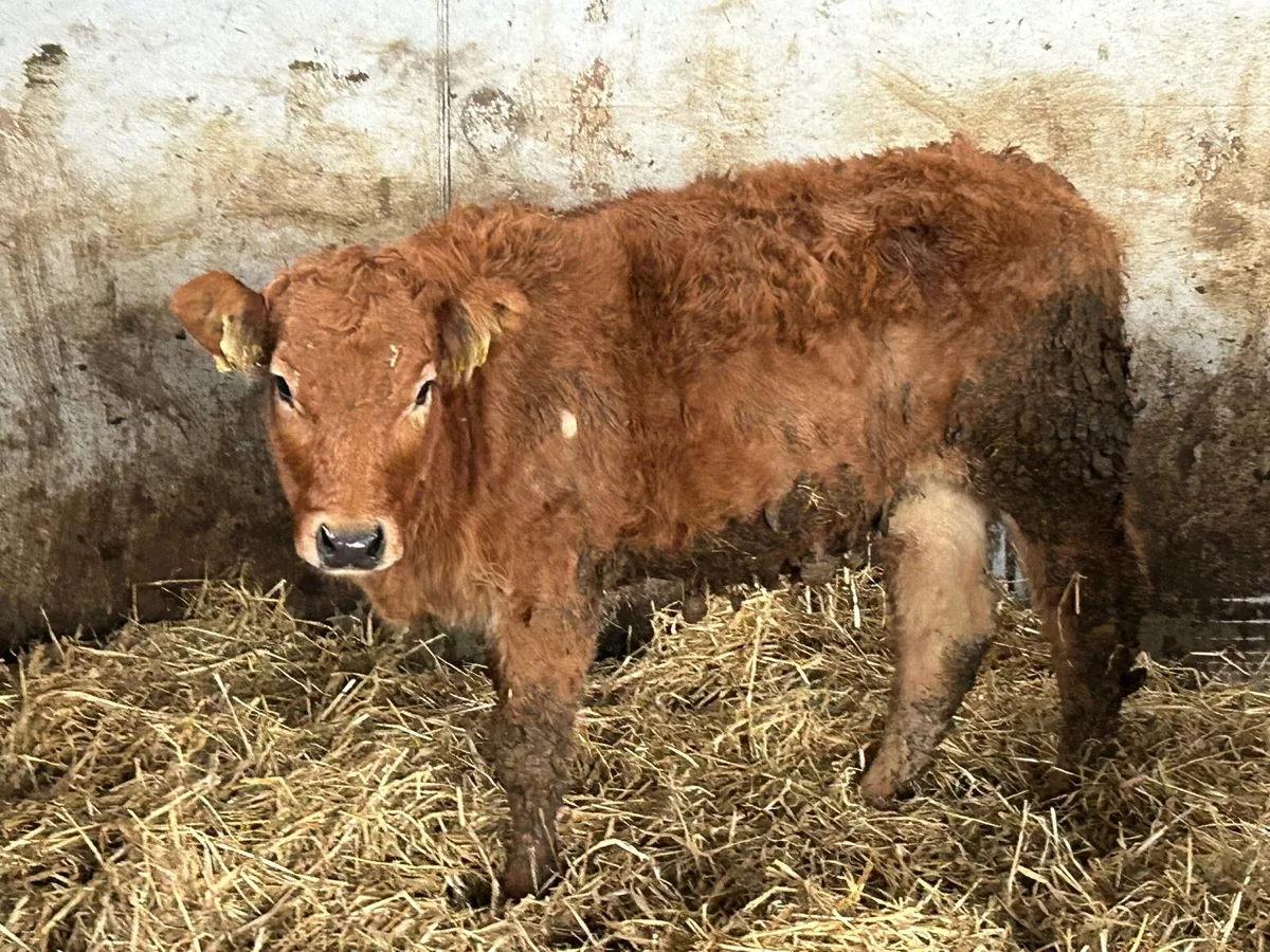 8 limousine heifer weanlings - Image 2