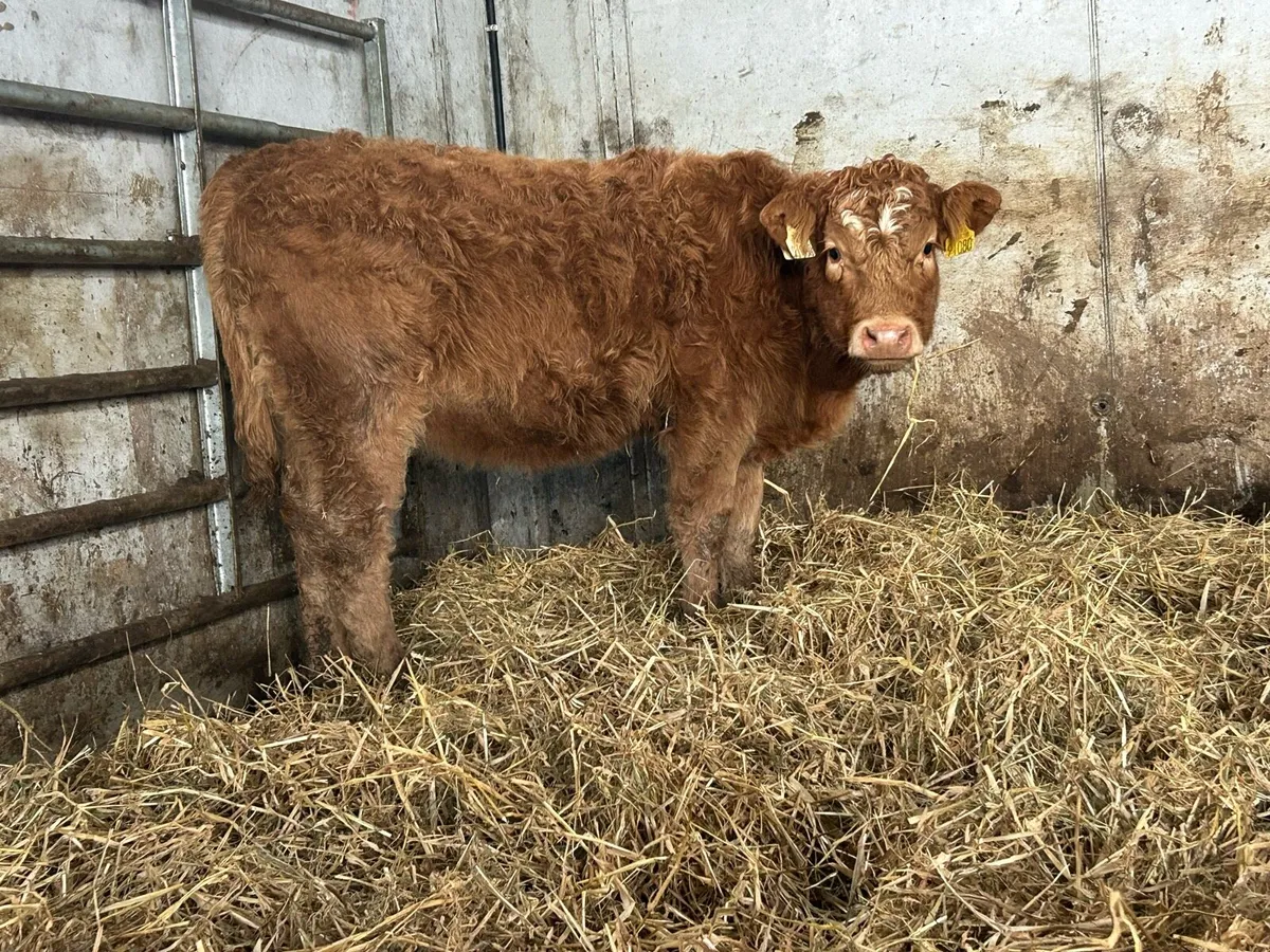 8 limousine heifer weanlings - Image 3