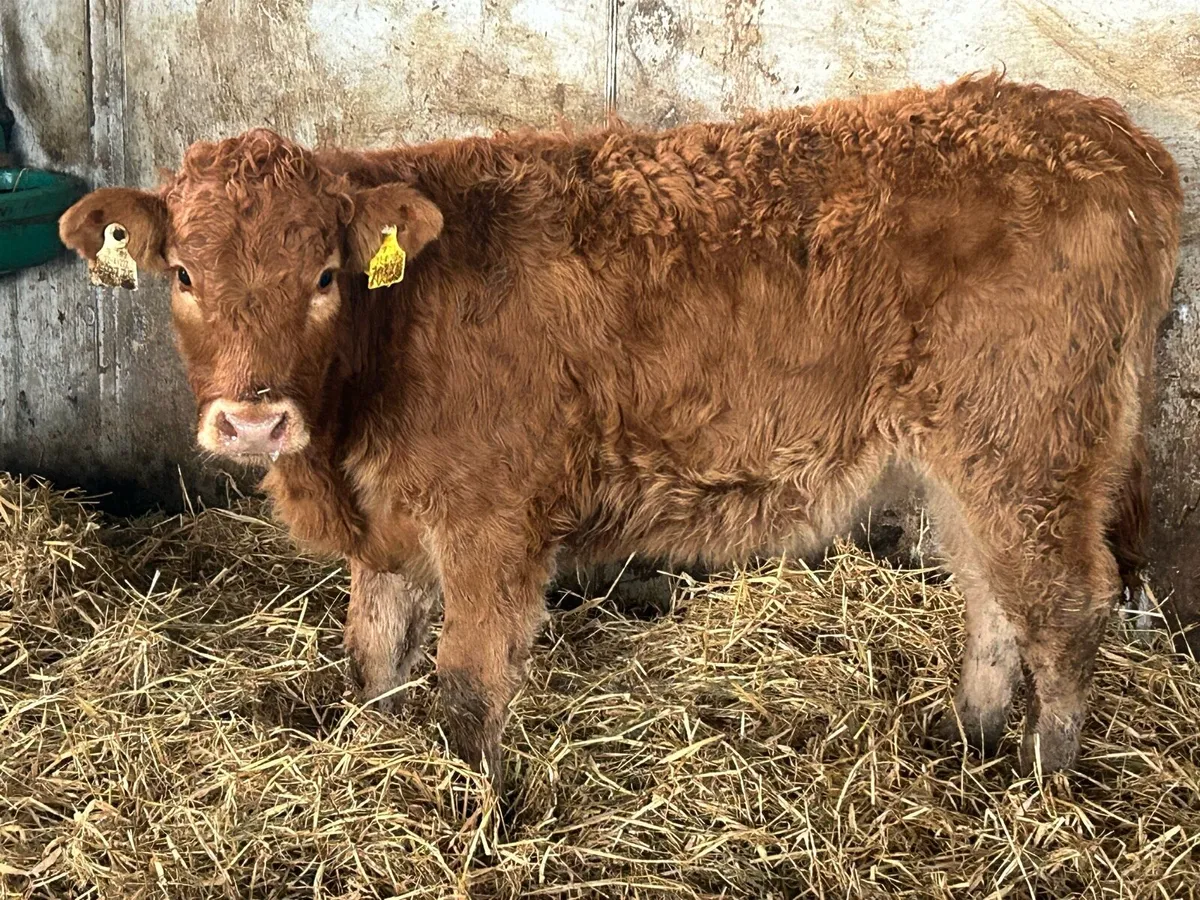 8 limousine heifer weanlings - Image 4