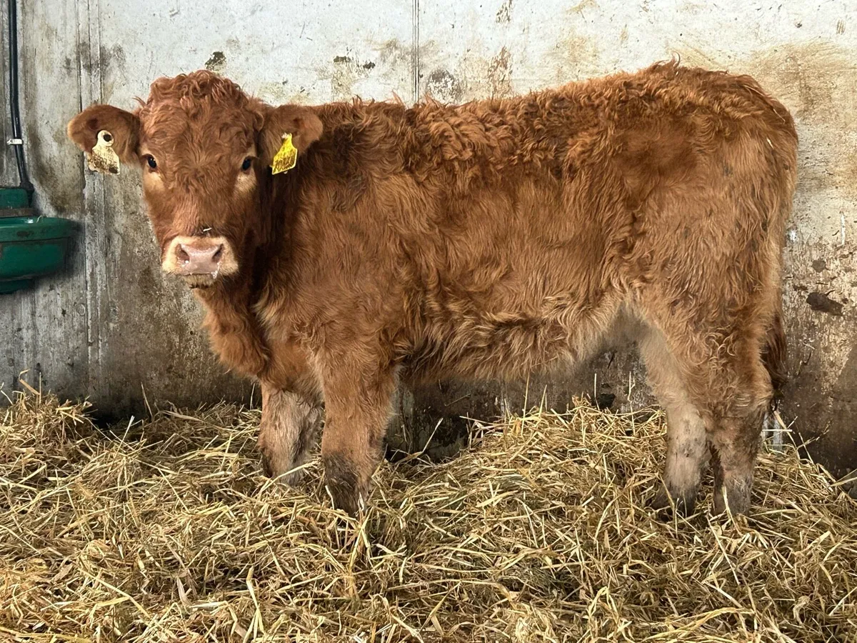 8 limousine heifer weanlings - Image 1