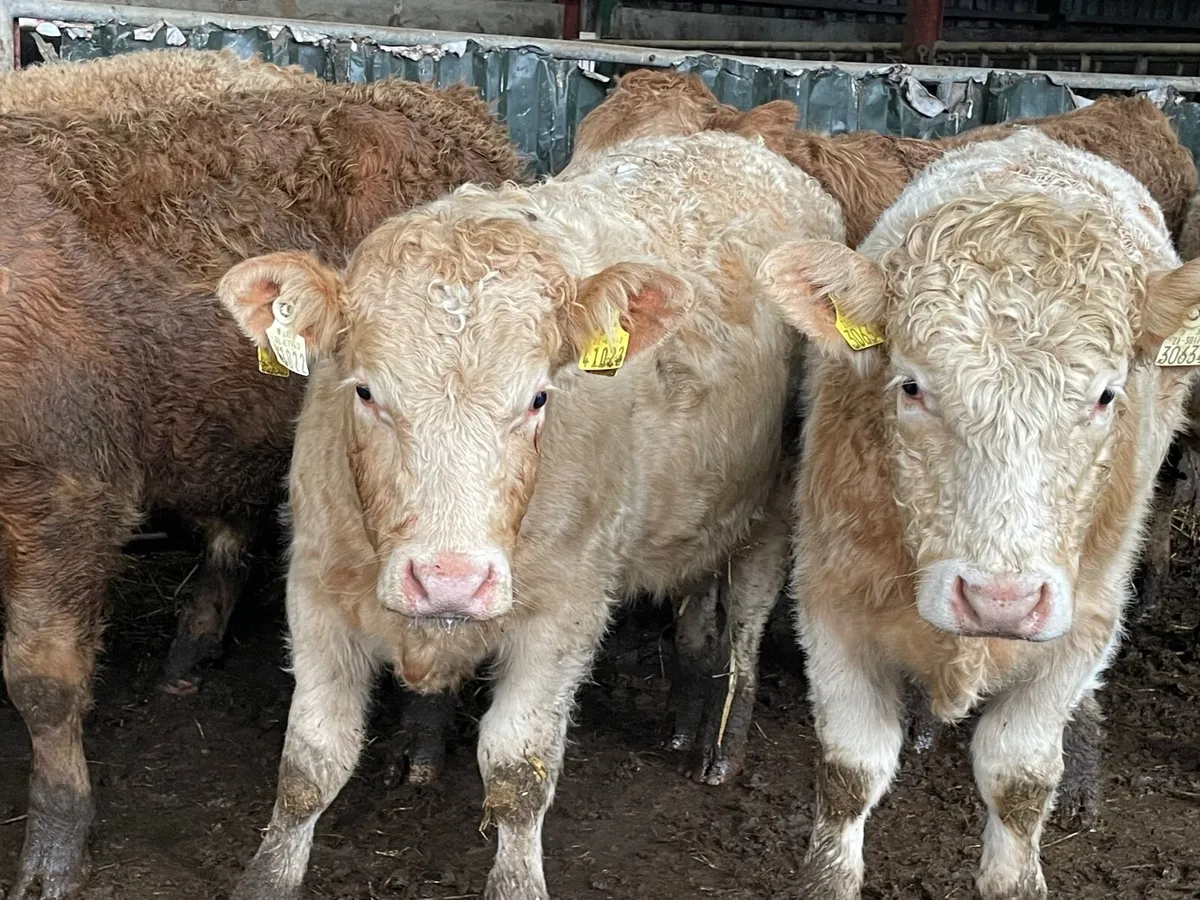 10 super 350 kg bull Weanlings - Image 2