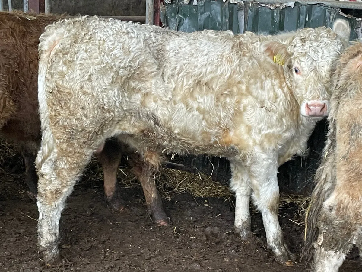 10 super 350 kg bull Weanlings - Image 3