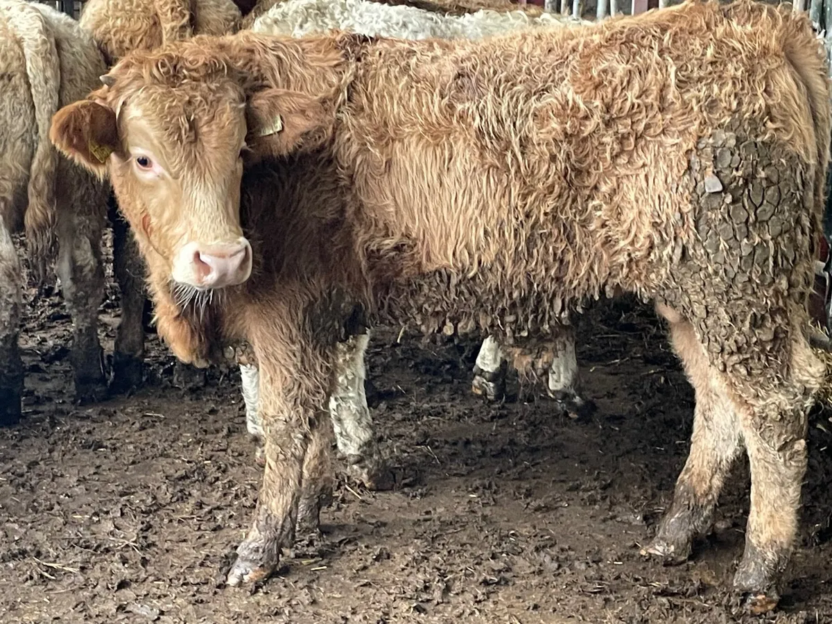 10 super 350 kg bull Weanlings - Image 4