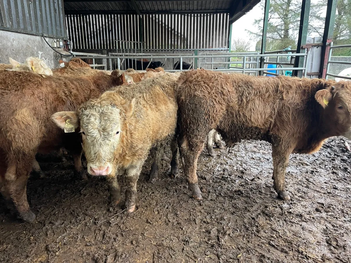 10 super 350 kg bull Weanlings - Image 1