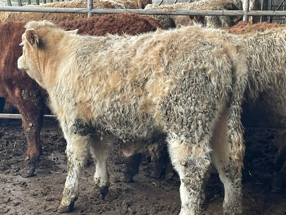 7 super 260kg bull Weanlings - Image 2