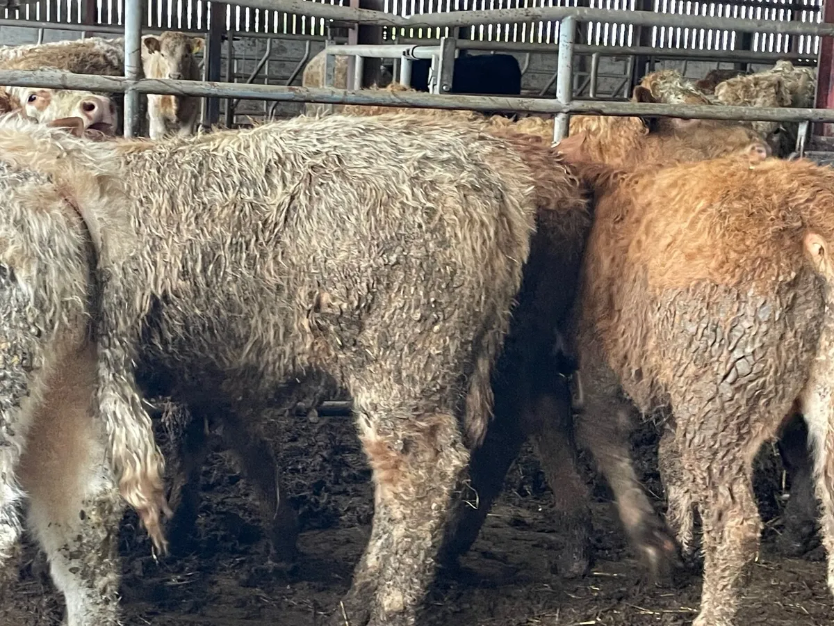 7 super 260kg bull Weanlings - Image 3