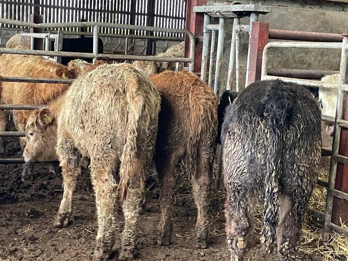 7 super 260kg bull Weanlings - Image 4