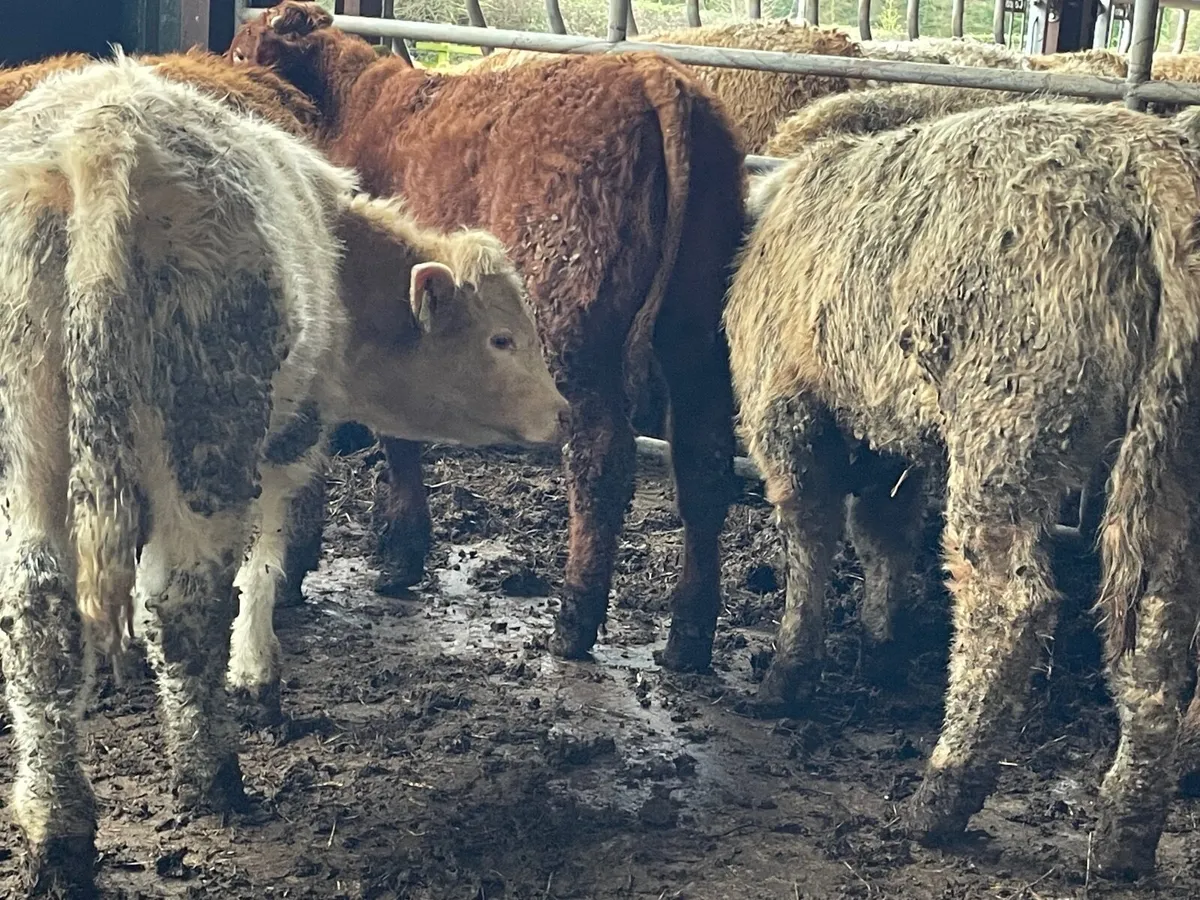 7 super 260kg bull Weanlings - Image 1
