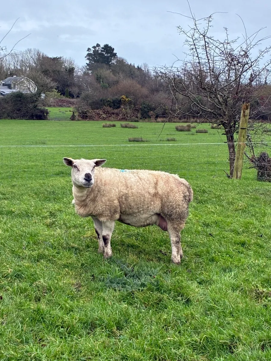 Foster ewe - Image 1