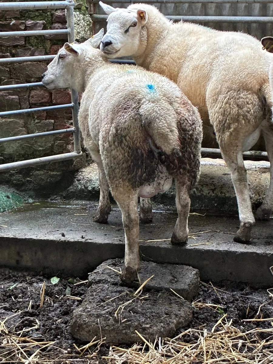 Foster ewe - Image 2