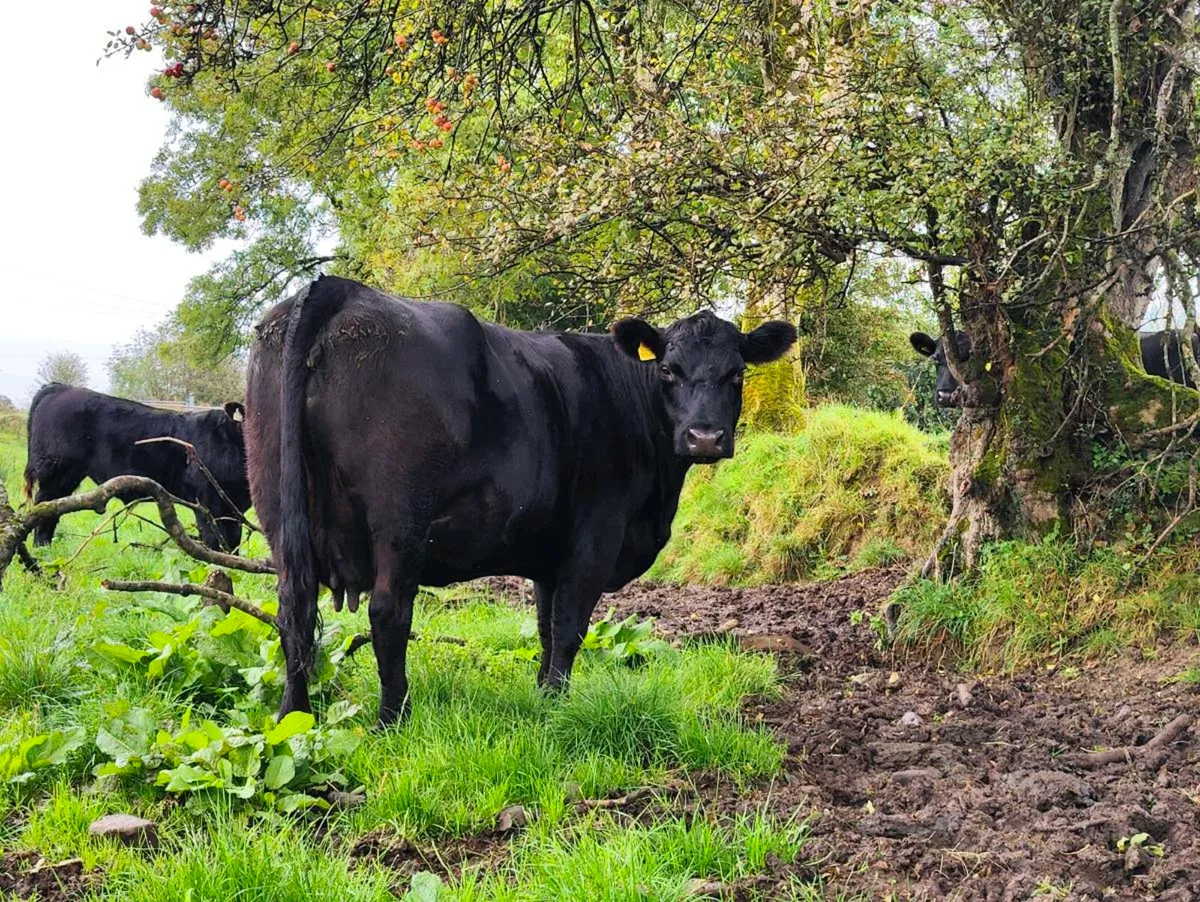 Pedigree Angus cows - Image 2