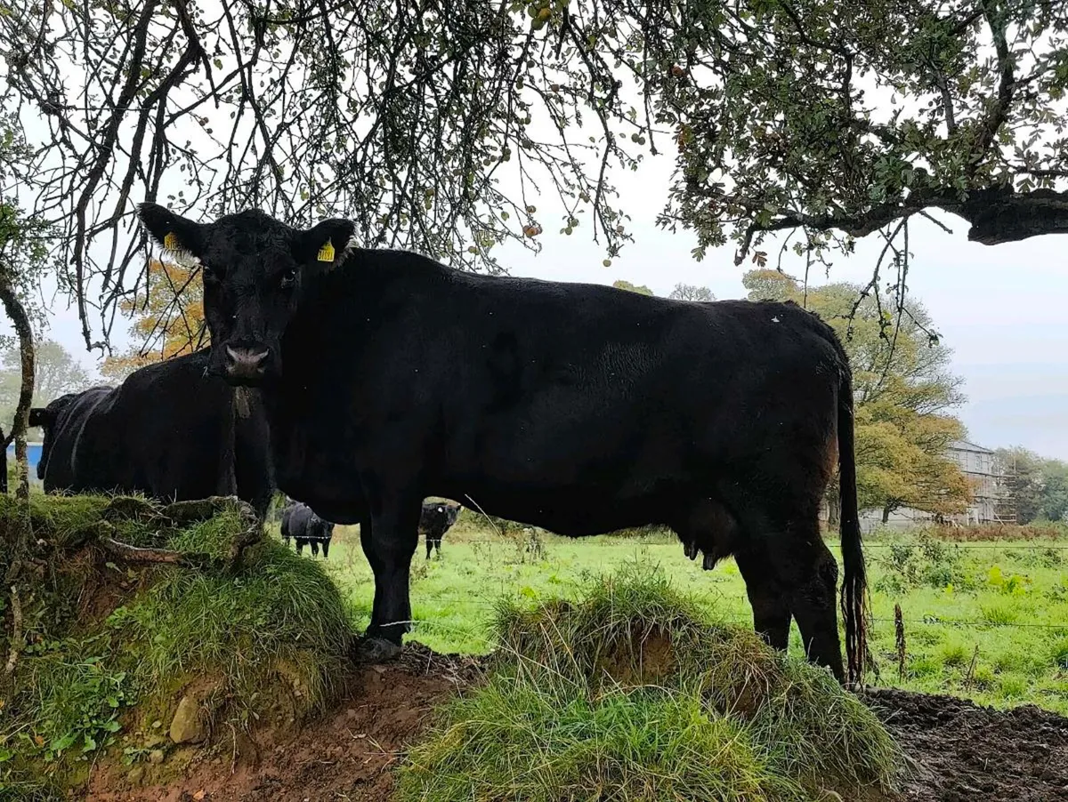 Pedigree Angus cows - Image 1