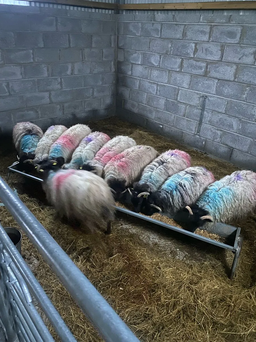 10 BlackFaced Ewe Lambs - Image 1