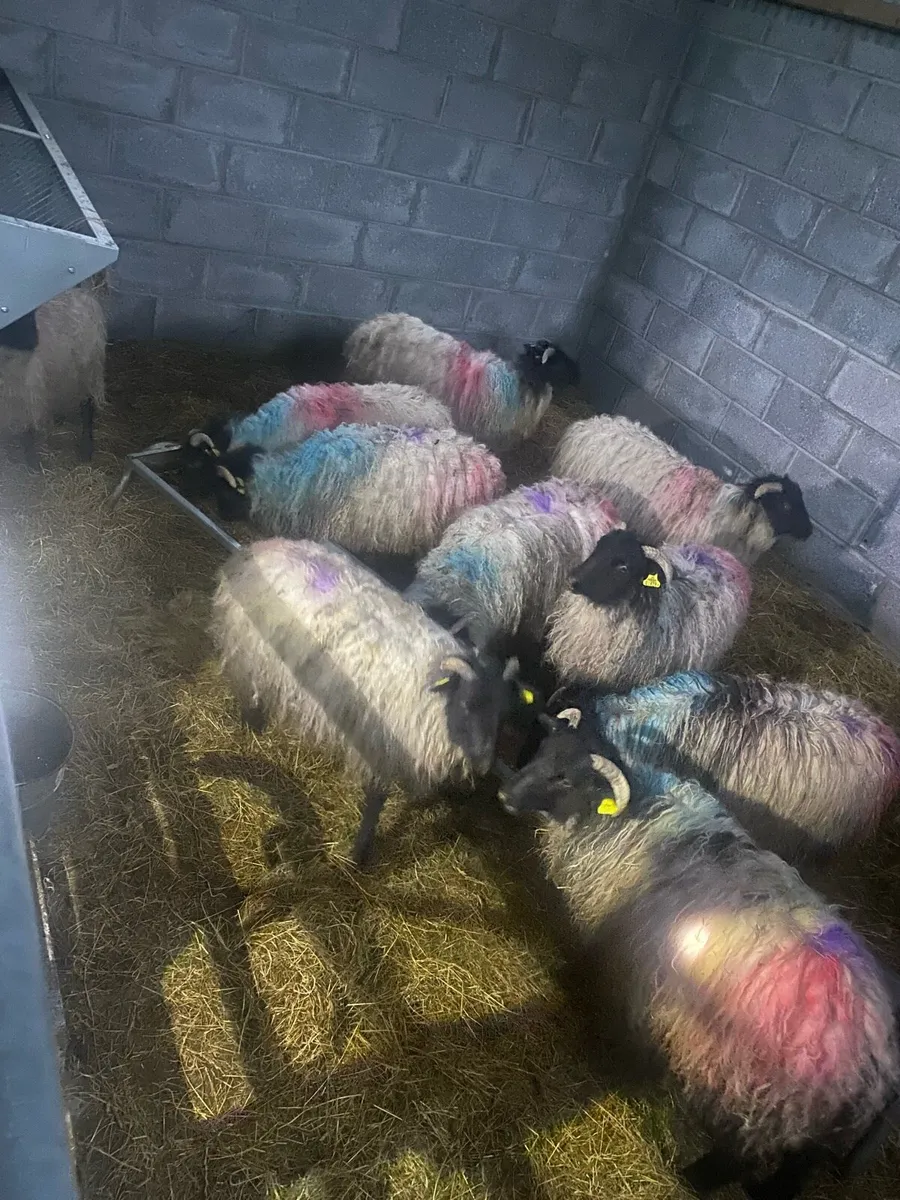 10 BlackFaced Ewe Lambs - Image 2