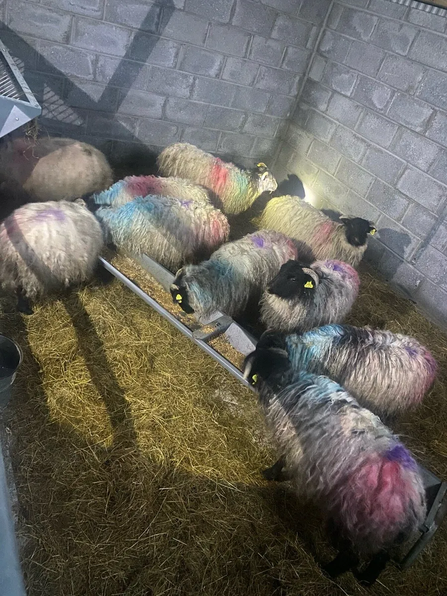 10 BlackFaced Ewe Lambs - Image 3