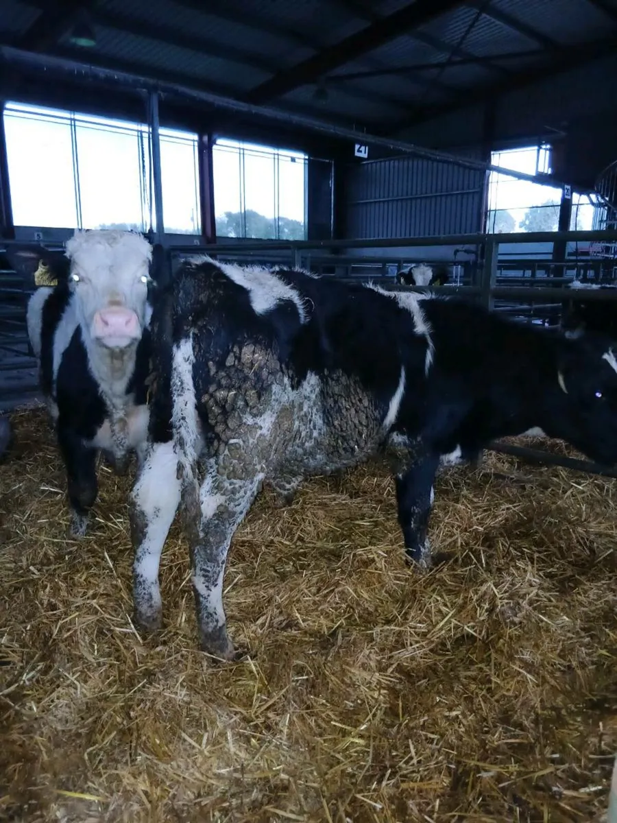 14 260kgs approx for sale - Image 1