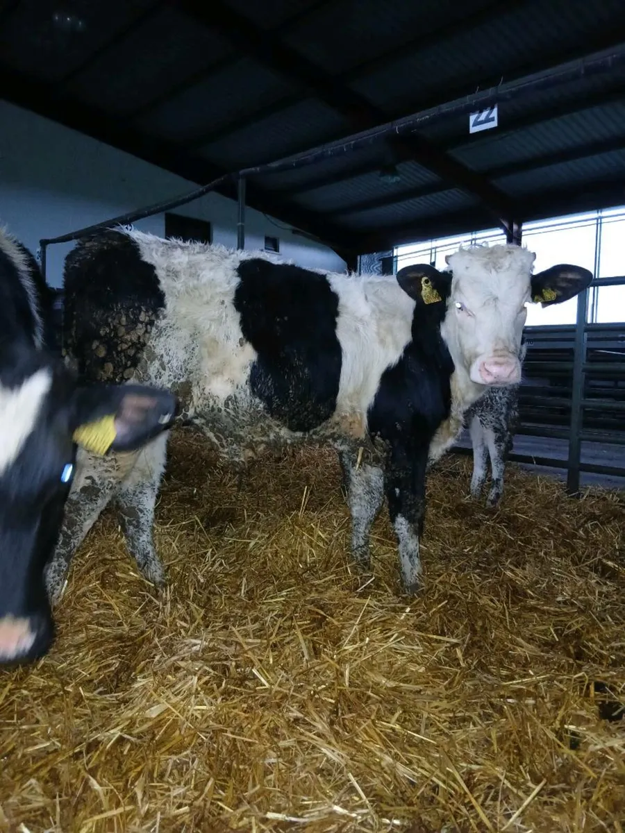 14 260kgs approx for sale - Image 2