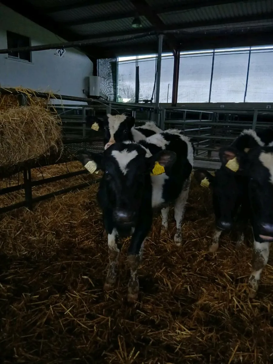 14 260kgs approx for sale - Image 3